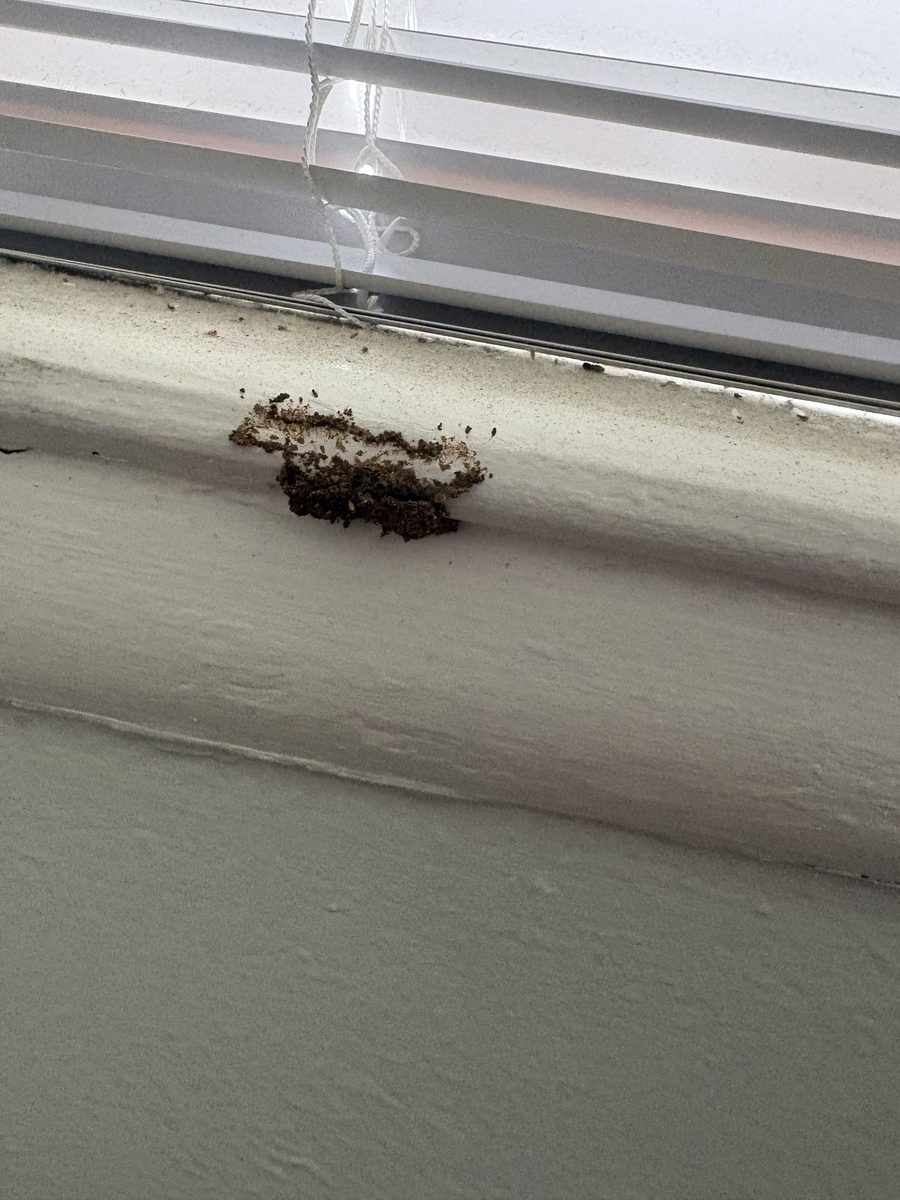 Termite Activity