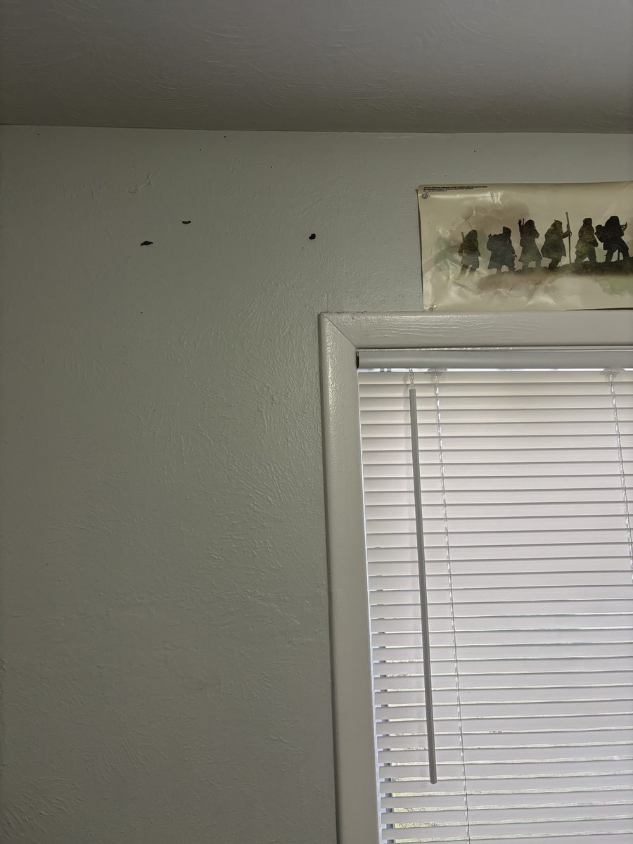 Termite Infestation