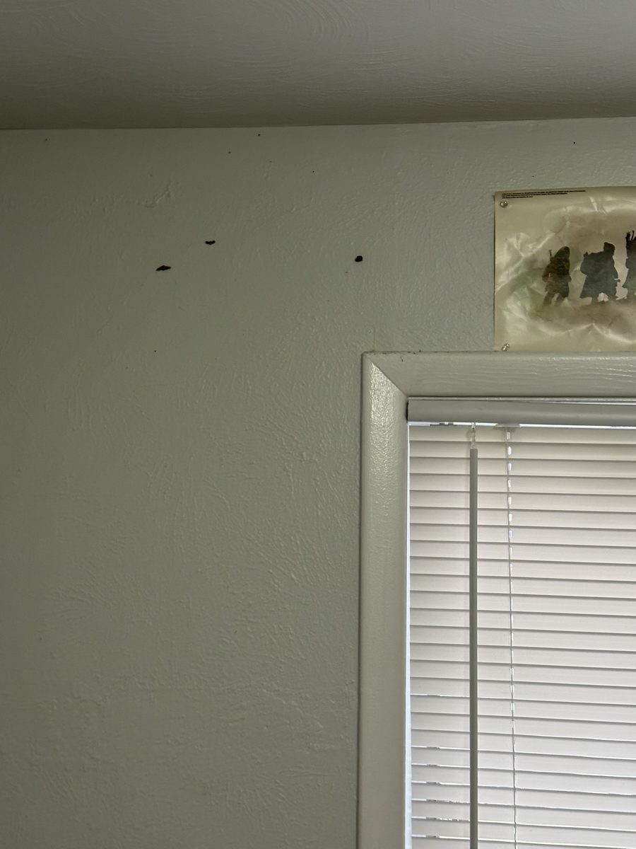 Termite Colony