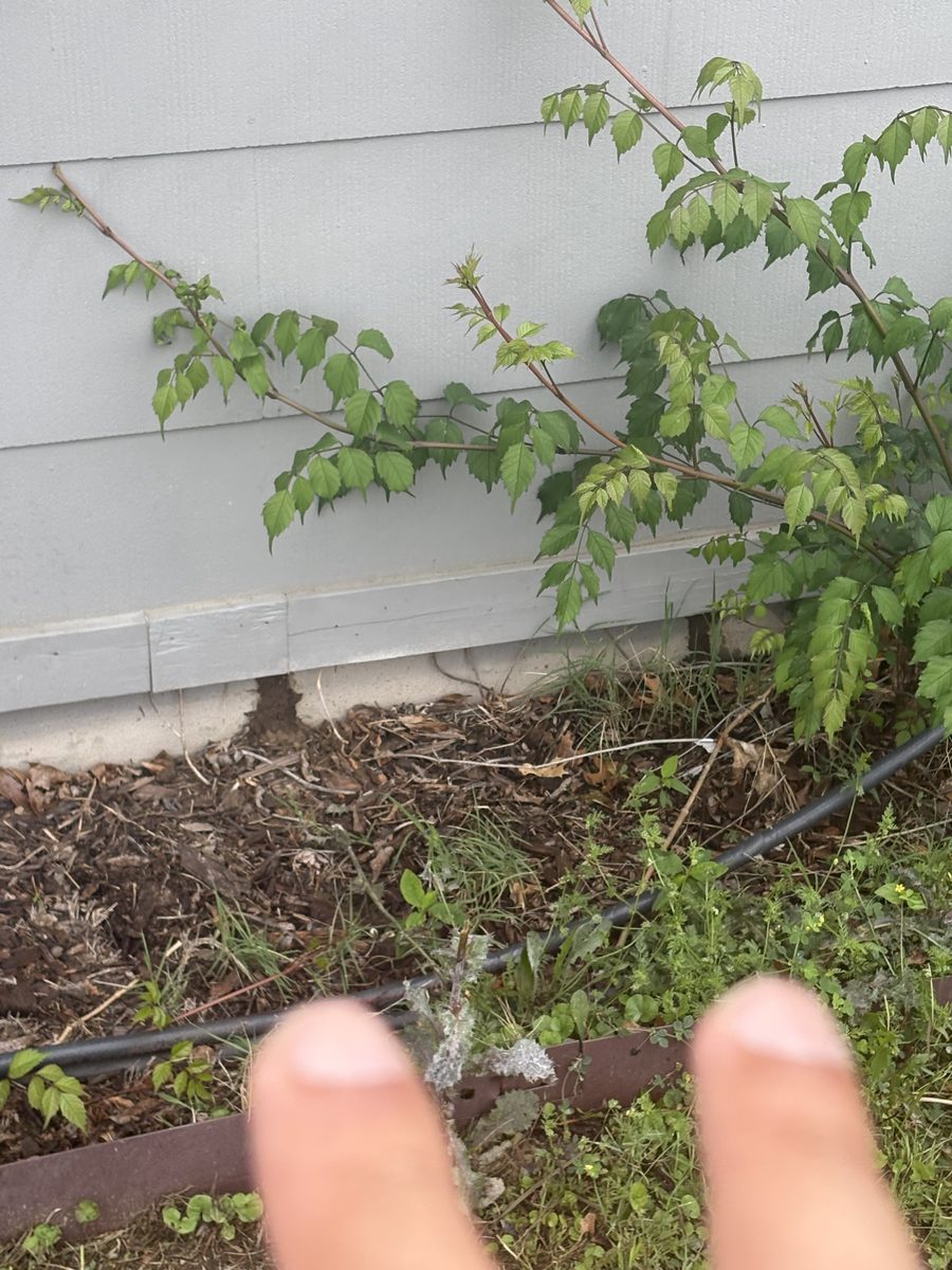 Termite Inspection Find