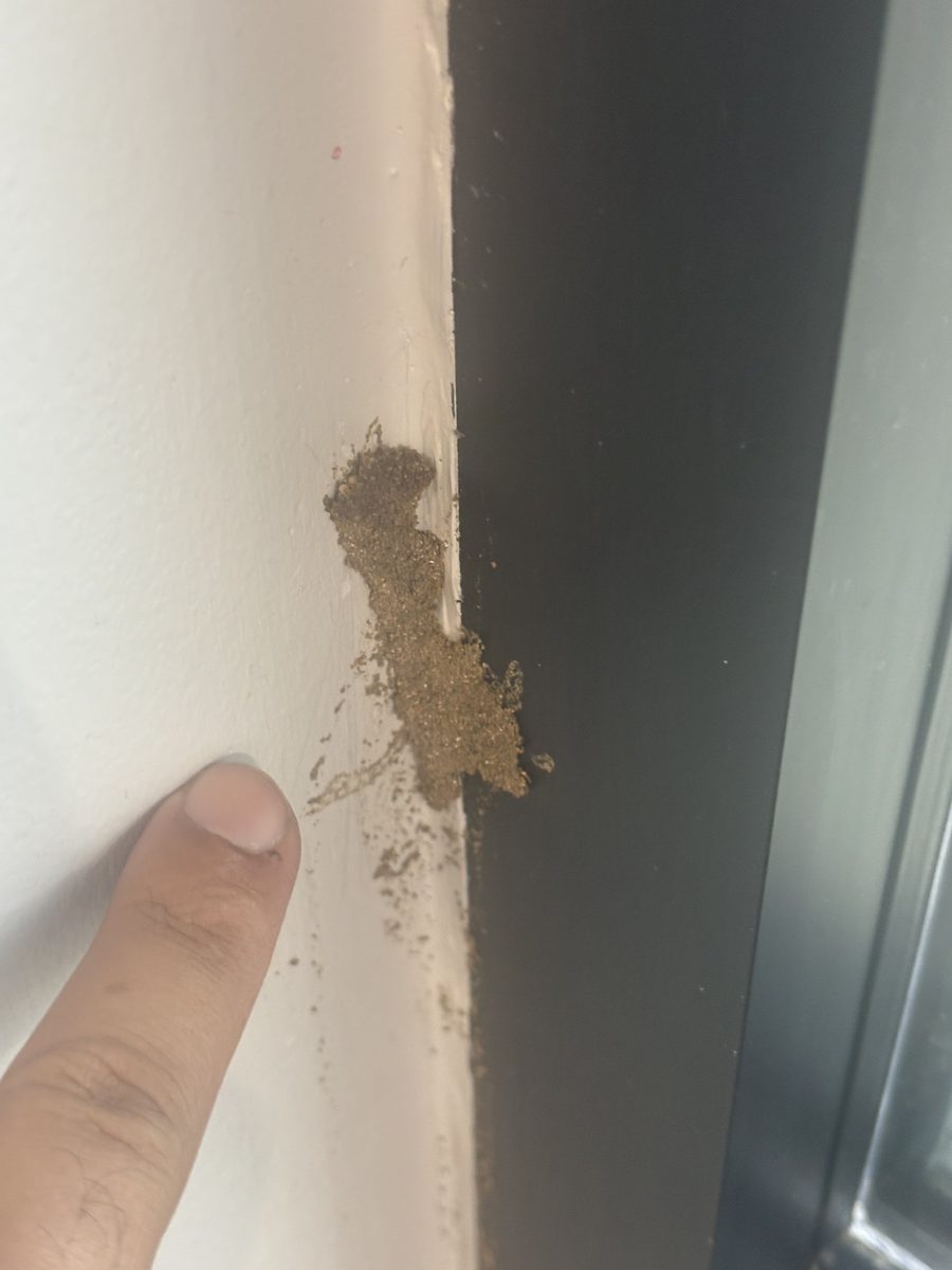 Termite Damage — Structural