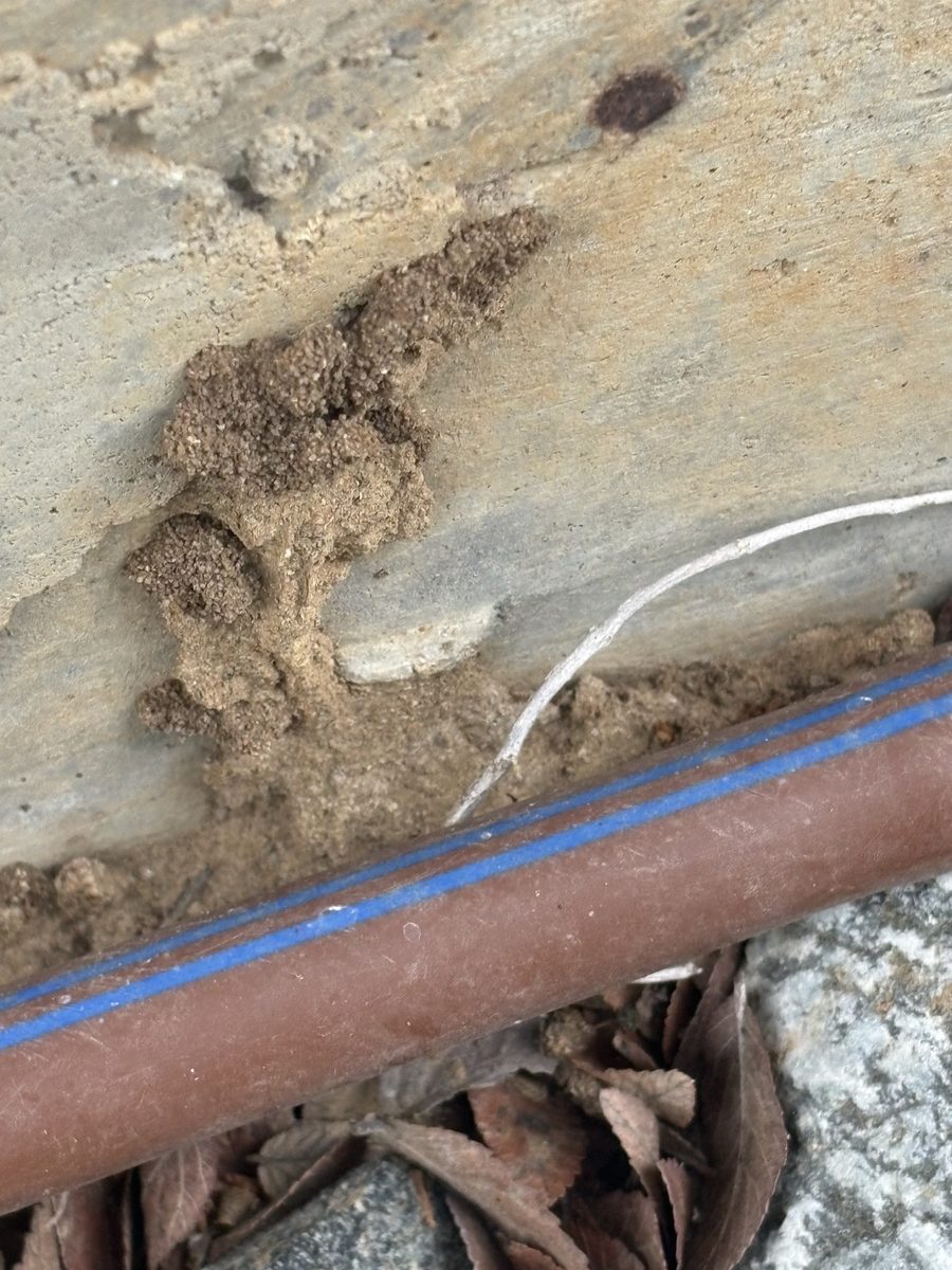 Termite Activity — Wood