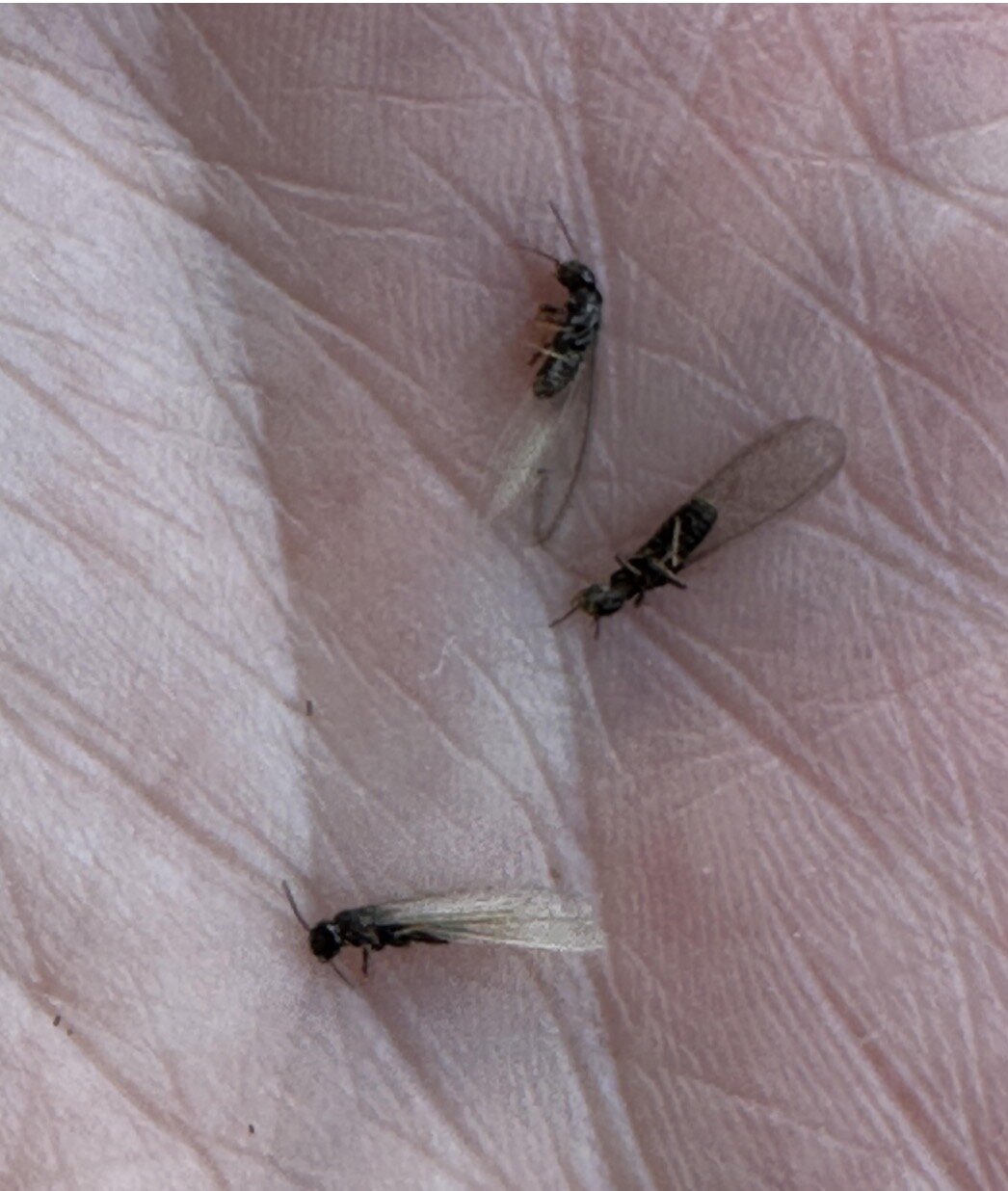Termite Swarmers Found Indoors