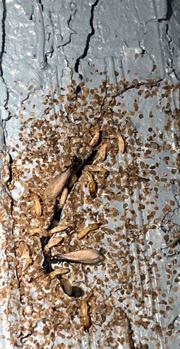 Termite Swarm