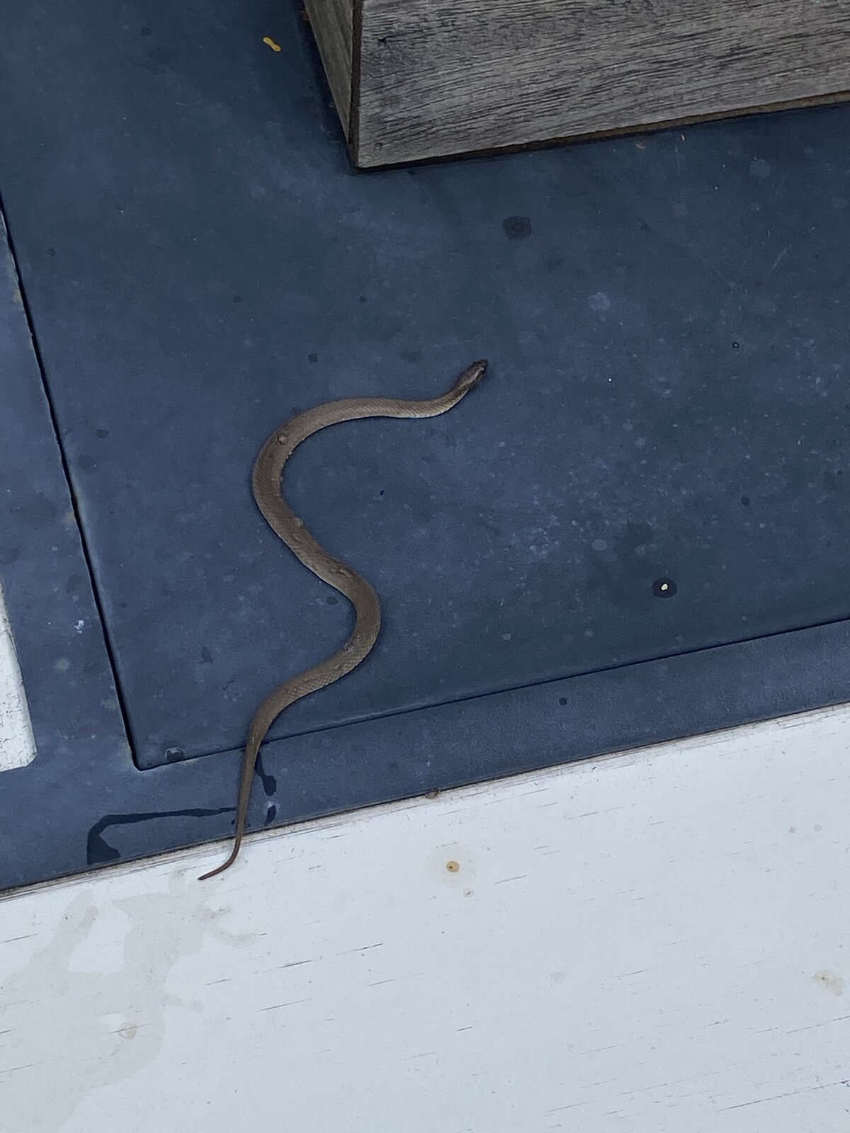 Snake Found in Garage