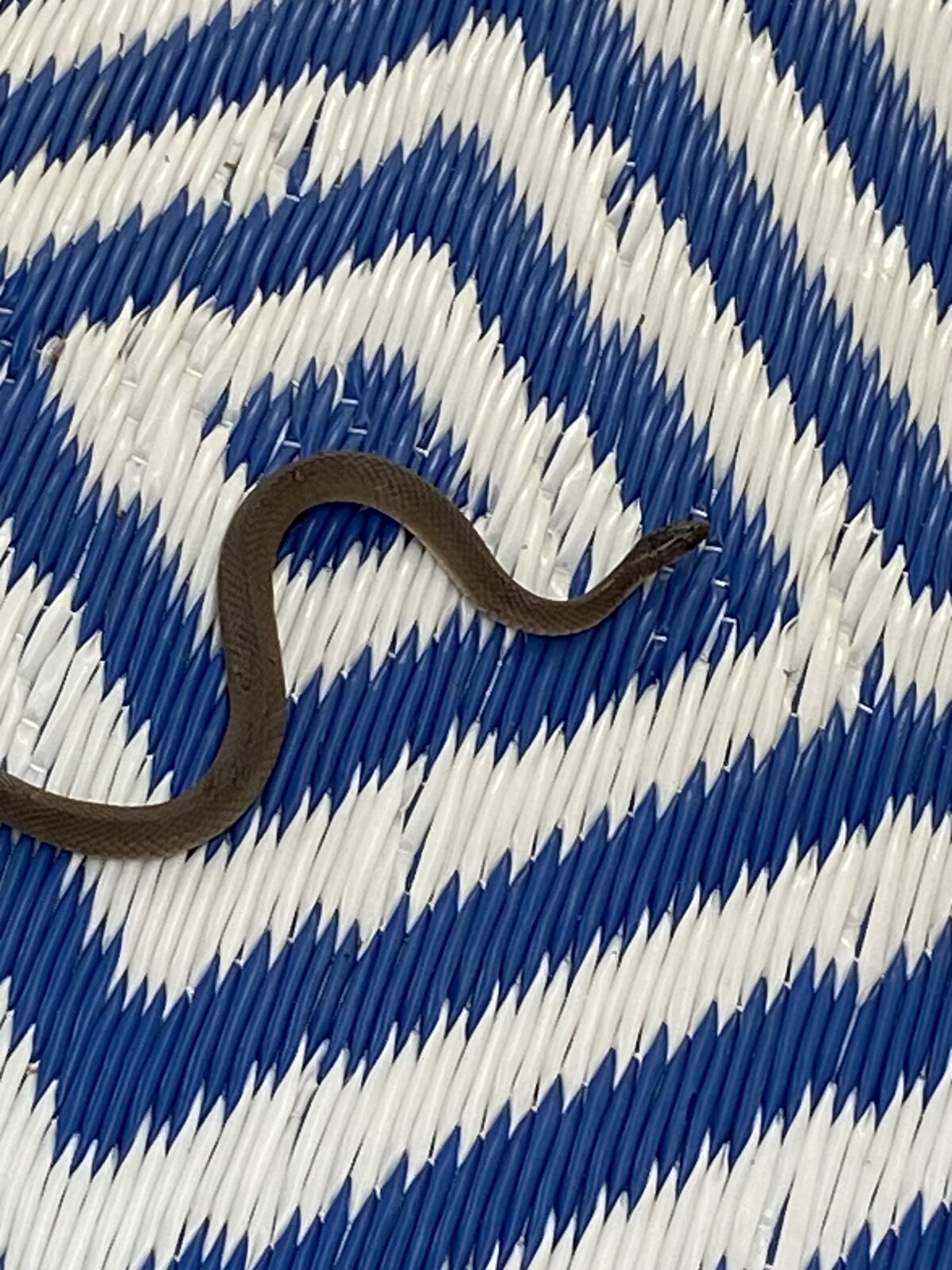 Snake on Patio