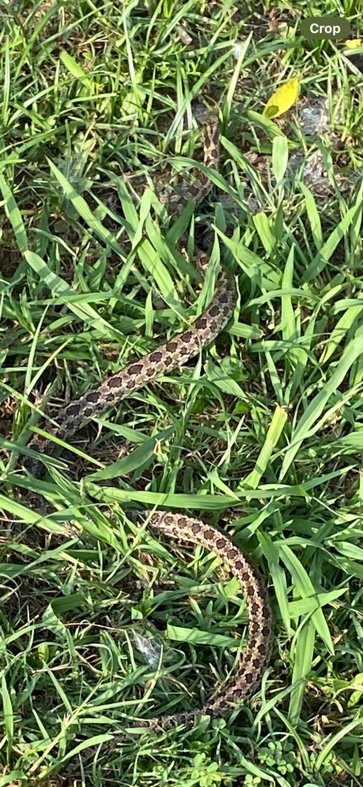 Snake in Yard Grass