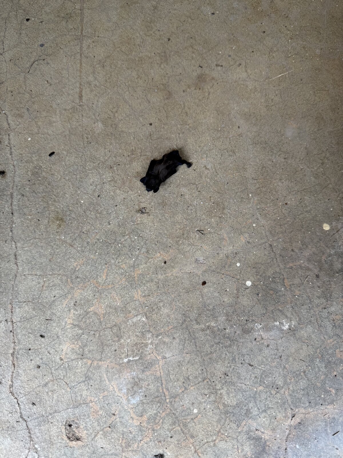 Bat Removal — Exclusion Job